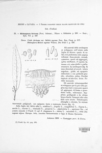 Melampsora caprearum image